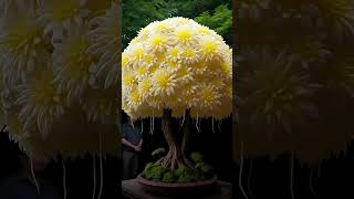 Beautiful rare flowers 💐💐💐💐💐💐💐 status # nachur beauty 😍😍😍😍 flowers #viral short video