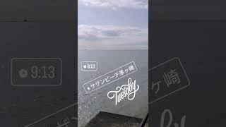 #スカパラ #東京スカパラダイスオーケストラ #長屋晴子 #サザンビーチ #茅ヶ崎 #青い春のエチュード #イチオシ