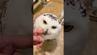 Owl core.#owl #owlhouse #owls #owlsoftiktok #owlcity #core #fun #funnyanimals #animals #foryour