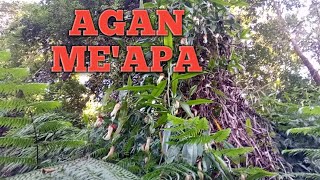 Ang'keba koltangode grong sachaka, Na'chiba Sinanasio  ki'me taptapa