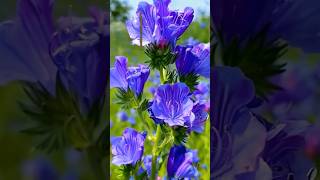 Amazing Rare Flowers #ytshorts #beautifulflowers #trending #shorts