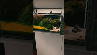 My Fish Tank: My Peaceful Little World 🐠✨