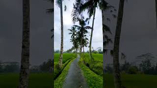 gao barish ka Mausam me dhan ke kheti #gao #gaotv #village #bihar #uttarpradesh #kerala #kashmir