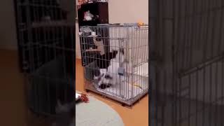 fighting cat 😍😡
