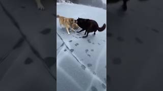 They saved me from the ice.#shorts#Animals#Wildlife#AnimalRescue#HeroMoment#WildlifeDrama