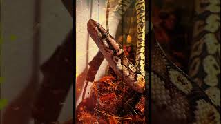 #reptiles #ballpython #reptileshorts