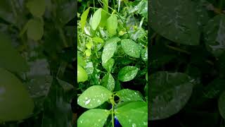 rain status video |full screen status video |#nature #shorts  #songwhatsappstatus