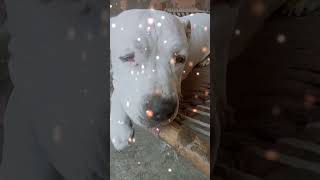 motupatluworld ❤ 🙏subscribe please🙏 #motupatlu#trending#viral#ytshorts#video#viral#video