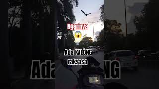 KALONG raksasa