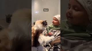 MY CATS REACTION TO MEETING A BABY FOR THE FIRST TIME 😅 #shorts #viral