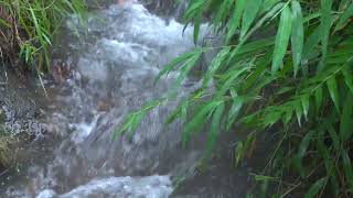 Soft Rainfall Serenade - Relaxing Music