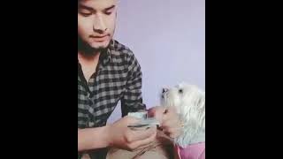 Funny Dog Video! #youtubeshorts #Shorts