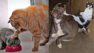 Funniest Animal Complication|Best Animal Funny Video 😂| Funny Animal Video 🐈🐒🐕🐅🐴