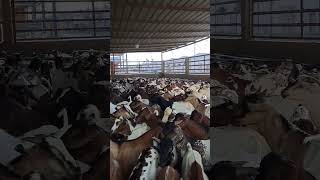goats sounds effect//goats group in saudi arbia riyadh #animals #cow #nature #mountaingoat #na