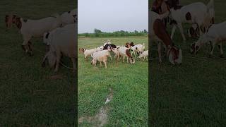 Got farming and saling #gaonkikahani #cow #bakripalankaisekre #goatfarming #goatfarmingbusiness