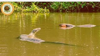 Electric Eel Takes Down Anaconda Ruthlessly in Wild Amazon