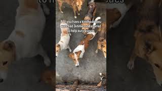 #dog #doglovers #animals #dogsh #unitedstates #australia #animallovers