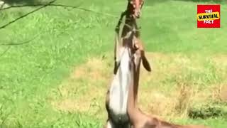 The Unusual Behaviour Of Animals #animalshorts #animals #wildliferescue #thesurvivalfact