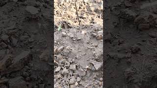 #youtubeshorts #villagenaturelife #naturalfarming #villagelife