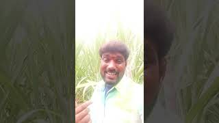 Ak #vijayakanthsongs #hornpipetamilsongs #happiness
