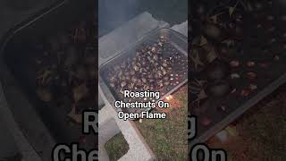 #chestnuts #americanchestnuts #sweetchestnuts #roastingchestnuts