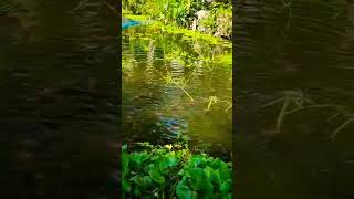 ৩০ টাকা মাছের কেজি 🐠🐟🐡🐟🐬🐋🐳 #reels #art #viral #viralreels