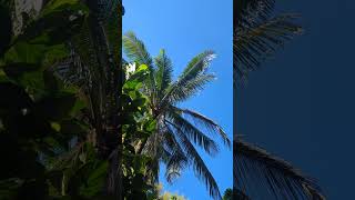 #arijit_singh_song #আকাশেও_অল্প_নীল #bengali_album_song #youtube