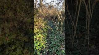 Real life Hoarders: 150 year old house [4] Roof (228)