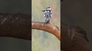 The aerial artist of waters #Wildlife #diwali #Kingfisher #Photography #BirdLovers #NatureShots