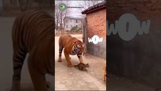 Massive Tiger vs. Little Cat: What Happens Next Will SHOCK You