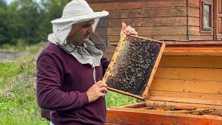 Harvesting Honey in a Ukrainian Village: Bees and Fresh Honeycomb