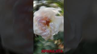 Angel Noor's JODI ABAR Cover by Aparajita  #love #singing #ownvoice #folksong #jodiabar