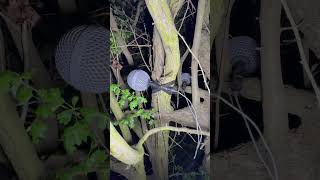 Trying to find the best place for night drop-rig close to lake  #fieldrecordings  #night