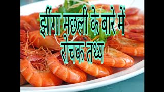 #रोचक तथ्य// झींगा मछली के बारे में रोचक तथ्य// झींगा मछली अपने चेहरे से मुद्र करता है कैसे??