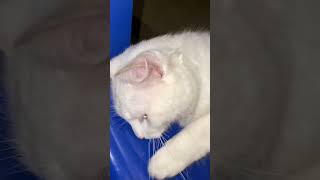 Angelo Meows 2: Michi Meows