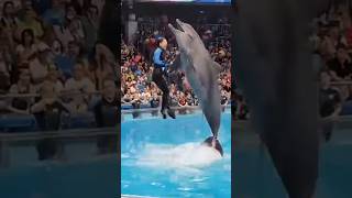 Jessica and her Orca #reels #shortvideo #jessica