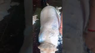 From furry to fabulous.#lablovers #lablife #funny #pets #cute #ytviral #shorts #labrador #bollywood