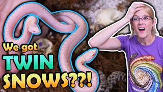 TWIN Snow Bullsnakes Hatching!!