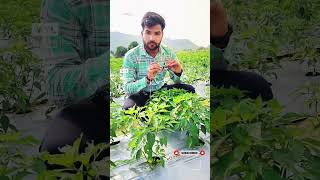 chilly farming ✨❤️#ChilliFarming#MirchiKiKheti#ChilliCrop#OrganicFarming#ModernFarming#SmartFarmer