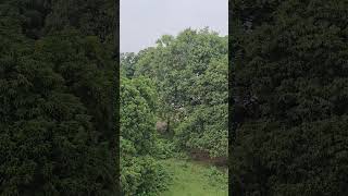 Aesthetic nature video #shorts#youtubeshorts#esthetic #countryside #dailyvlog