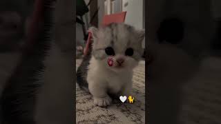 My Sirius Funniest Moments!"💙😍#cute #cat #catlovers #love