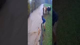 CCTV footage caught a teenager rescuing his puppy from rushing flood with cows nearby