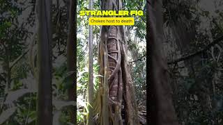 Plants That Eat Other Plants| BCC Earth #plants #wildlife