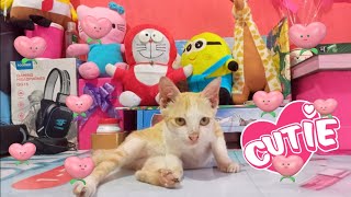 kucing Oren lucu lagi main