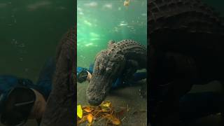 before and after animal transformation 💀☠️