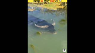 New viral video that will blow your mind #viral