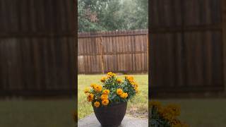 The sound of rain and beautiful morning #shorts