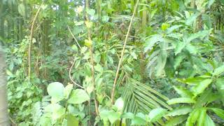 Bholar jongle, it is so beautifull distic