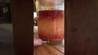 Tomato Seed Saving The RIGHT Way