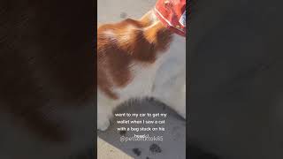 Why do they do it 🤣🤣🤣 #funny #funnyanimls #funnyanimal #cat #funnyanimlas